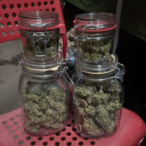 Maria growlog timeline photo