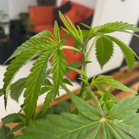Afgan Kush royal queen seeds esqueje growlog timeline photo