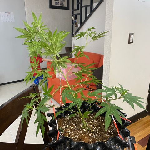 Afgan Kush royal queen seeds esqueje growlog photo: Lst