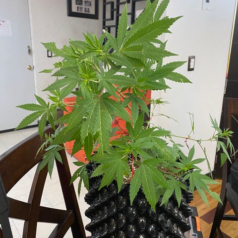 Afgan Kush royal queen seeds esqueje growlog photo: Lst