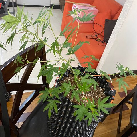 Afgan Kush royal queen seeds esqueje growlog photo: Lst