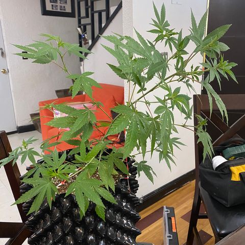 Afgan Kush royal queen seeds esqueje growlog photo: Lst