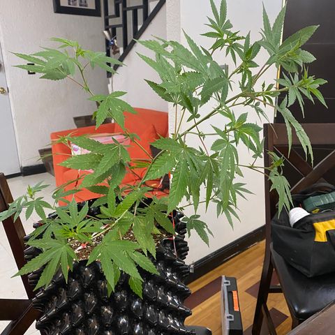 Afgan Kush royal queen seeds esqueje growlog photo: Lst