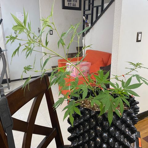 Afgan Kush royal queen seeds esqueje growlog photo: Lst