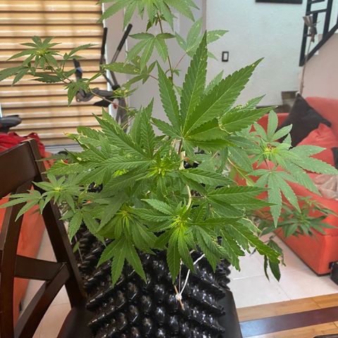 Afgan Kush royal queen seeds esqueje growlog photo: Se le hace más LST, se poda un poco aunque no es día de poda, sobre todo hojas secas y grandes directas de tallo principal; cambio de vegetativo a floración. En cuanto esté el primer fertilizante de plátano se hará.