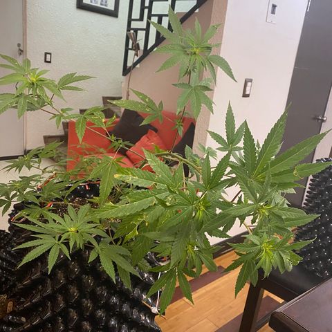 Afgan Kush royal queen seeds esqueje growlog photo: Se le hace más LST, se poda un poco aunque no es día de poda, sobre todo hojas secas y grandes directas de tallo principal; cambio de vegetativo a floración. En cuanto esté el primer fertilizante de plátano se hará.