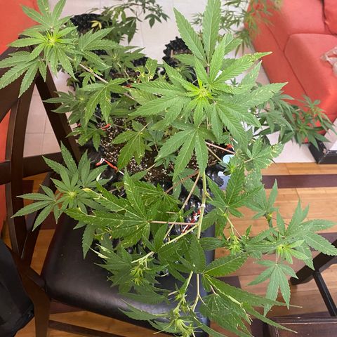 Afgan Kush royal queen seeds esqueje growlog photo: Se le hace más LST, se poda un poco aunque no es día de poda, sobre todo hojas secas y grandes directas de tallo principal; cambio de vegetativo a floración. En cuanto esté el primer fertilizante de plátano se hará.