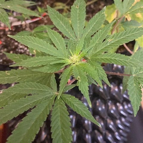 Afgan Kush royal queen seeds esqueje growlog photo: Se le hace más LST, se poda un poco aunque no es día de poda, sobre todo hojas secas y grandes directas de tallo principal; cambio de vegetativo a floración. En cuanto esté el primer fertilizante de plátano se hará.
