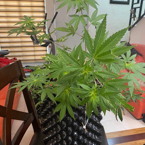 Afgan Kush royal queen seeds esqueje growlog photo: Se le hace más LST, se poda un poco aunque no es día de poda, sobre todo hojas secas y grandes directas de tallo principal; cambio de vegetativo a floración. En cuanto esté el primer fertilizante de plátano se hará.