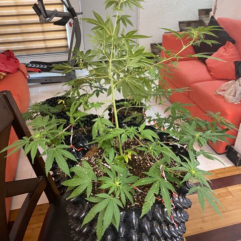 Afgan Kush royal queen seeds esqueje growlog photo: Se le hace más LST, se poda un poco aunque no es día de poda, sobre todo hojas secas y grandes directas de tallo principal; cambio de vegetativo a floración. En cuanto esté el primer fertilizante de plátano se hará.