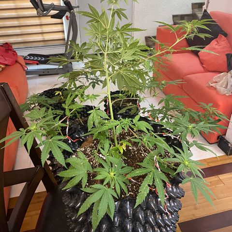 Afgan Kush royal queen seeds esqueje growlog photo: Se le hace más LST, se poda un poco aunque no es día de poda, sobre todo hojas secas y grandes directas de tallo principal; cambio de vegetativo a floración. En cuanto esté el primer fertilizante de plátano se hará.
