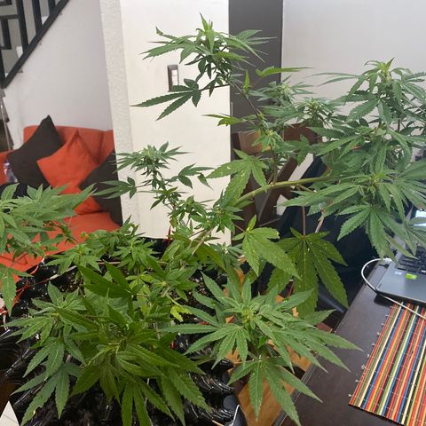 Afgan Kush royal queen seeds esqueje growlog photo: LST 