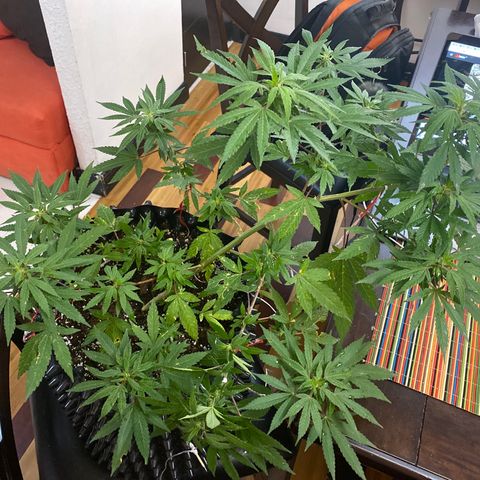 Afgan Kush royal queen seeds esqueje growlog photo: LST 