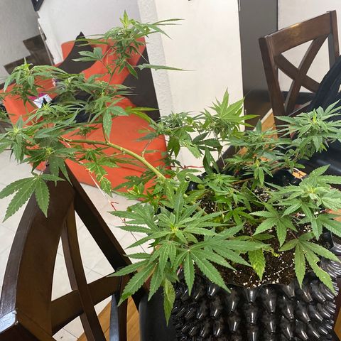 Afgan Kush royal queen seeds esqueje growlog photo: LST 