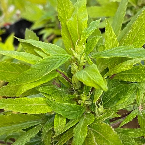 Afgan Kush royal queen seeds esqueje growlog timeline photo