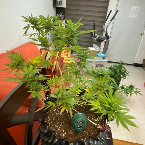Afgan Kush royal queen seeds esqueje growlog timeline photo