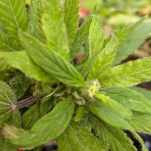 Afgan Kush royal queen seeds esqueje growlog timeline photo