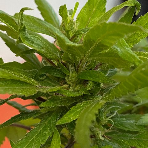 Afgan Kush royal queen seeds esqueje growlog timeline photo