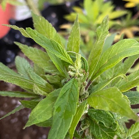Afgan Kush royal queen seeds esqueje growlog timeline photo