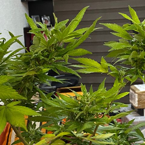 Afgan Kush royal queen seeds esqueje growlog timeline photo