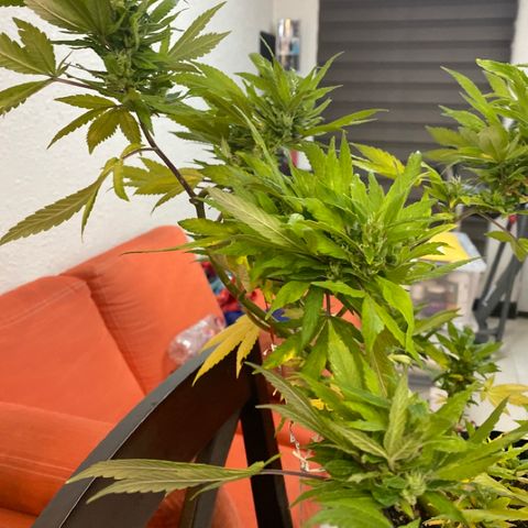 Afgan Kush royal queen seeds esqueje growlog photo: Fertilizante guano