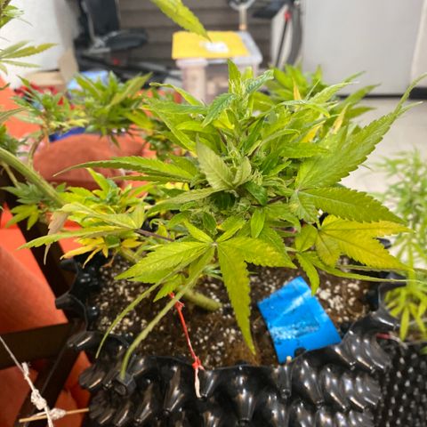 Afgan Kush royal queen seeds esqueje growlog photo: Fertilizante guano