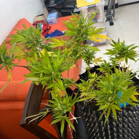 Afgan Kush royal queen seeds esqueje growlog photo: Fertilizante guano