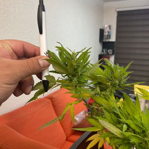 Afgan Kush royal queen seeds esqueje growlog timeline photo