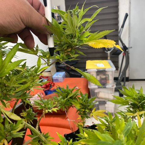 Afgan Kush royal queen seeds esqueje growlog timeline photo
