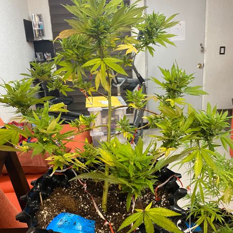 Afgan Kush royal queen seeds esqueje growlog timeline photo