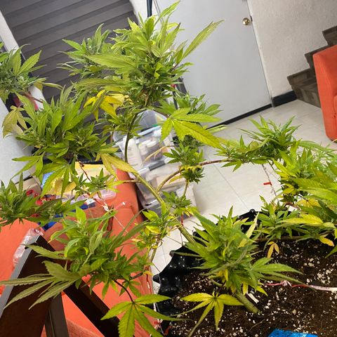 Afgan Kush royal queen seeds esqueje growlog timeline photo