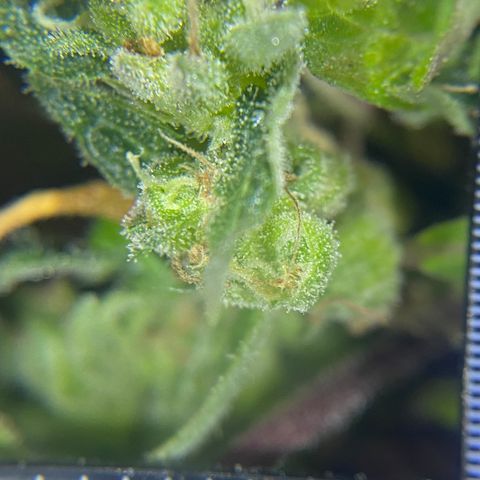 Afgan Kush royal queen seeds esqueje growlog timeline photo