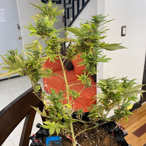 Afgan Kush royal queen seeds esqueje growlog timeline photo