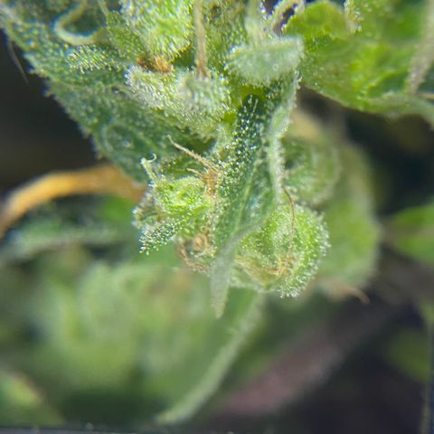 Afgan Kush royal queen seeds esqueje growlog timeline photo