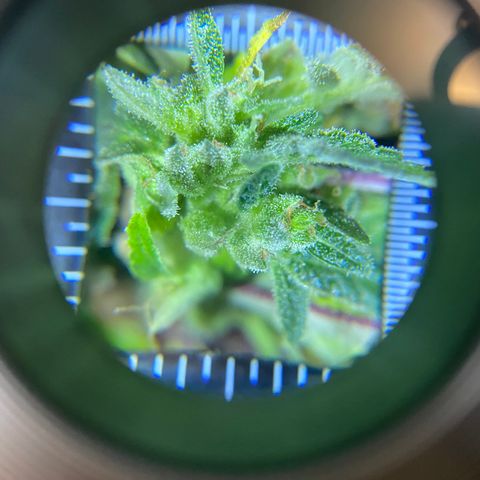Afgan Kush royal queen seeds esqueje growlog timeline photo