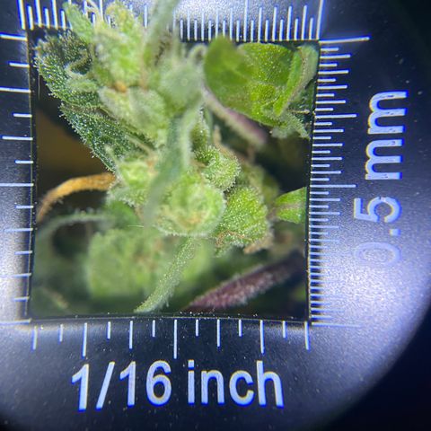Afgan Kush royal queen seeds esqueje growlog timeline photo