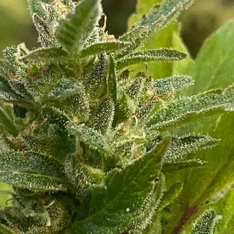 Afgan Kush royal queen seeds esqueje growlog timeline photo