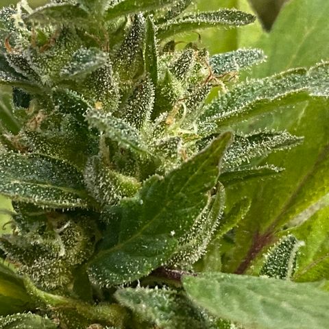 Afgan Kush royal queen seeds esqueje growlog timeline photo