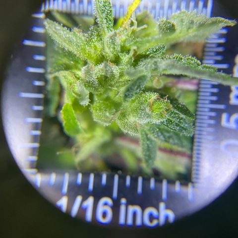 Afgan Kush royal queen seeds esqueje growlog timeline photo