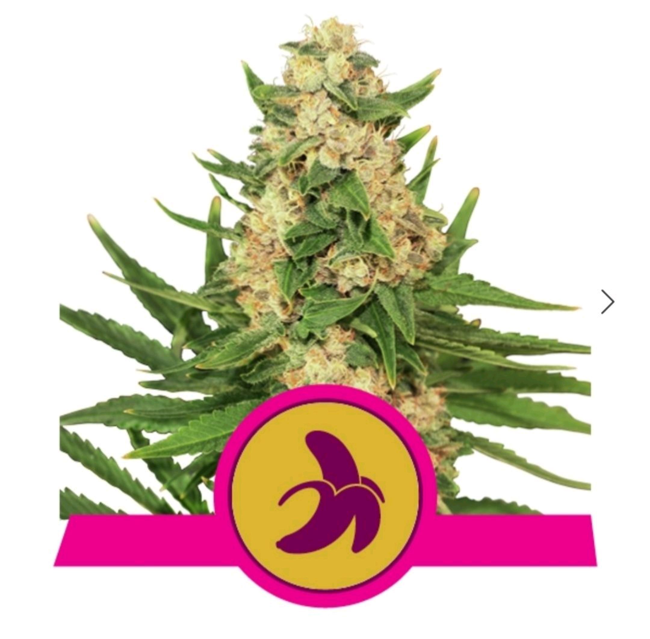 Chiquita banana growlog header