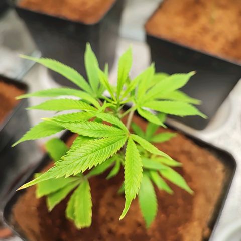 Chiquita banana growlog photo