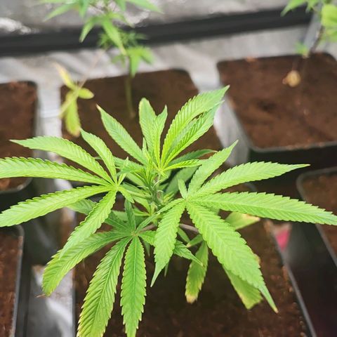 Chiquita banana growlog photo