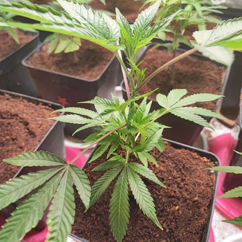 Permanent marker growlog timeline photo