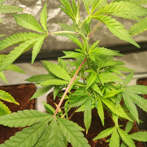 Chiquita banana growlog photo