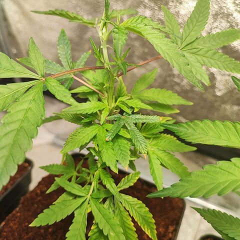 Chiquita banana growlog photo