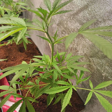 Oreoz growlog timeline photo