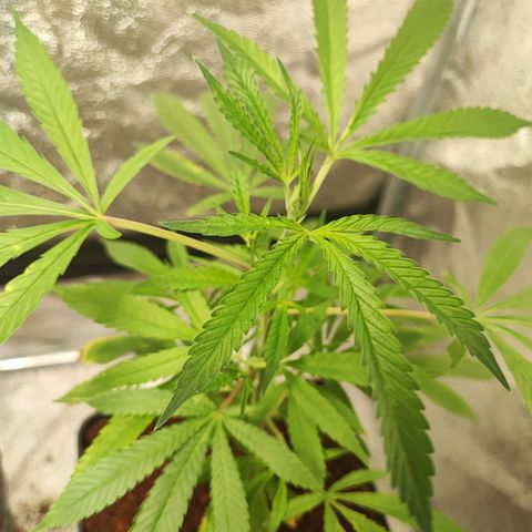 Oreoz growlog timeline photo
