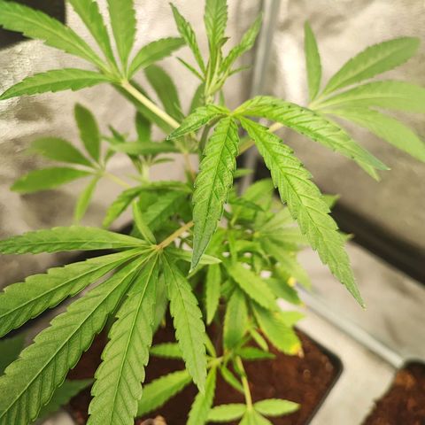 Oreoz growlog timeline photo