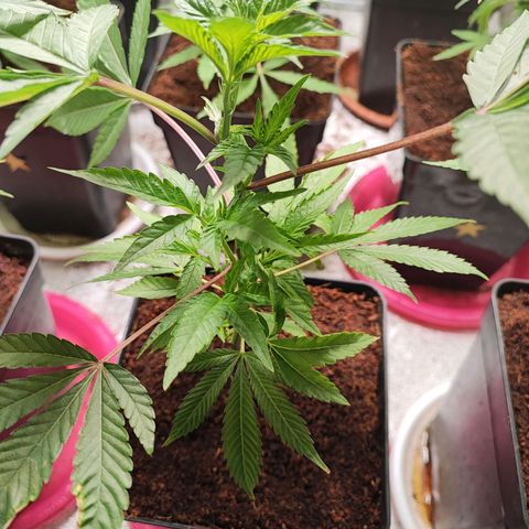 Permanent marker growlog timeline photo