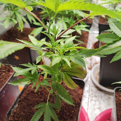 Permanent marker growlog timeline photo